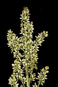 044Veratrum 19-5578